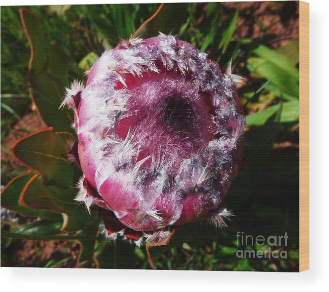 Africa Wood Print featuring the photograph Protea Flower 1 by Xueling Zou