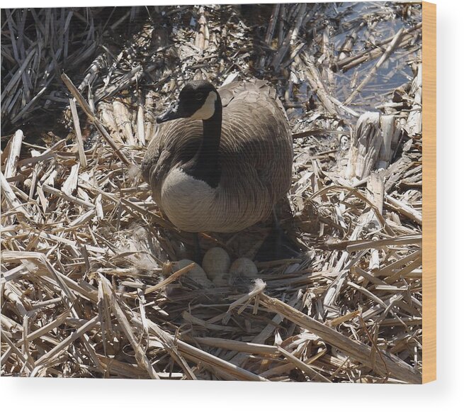 Geese Wood Print featuring the photograph Protection by Heather Hennick