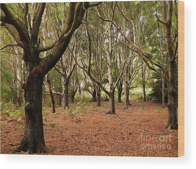 Beautiful And Bold Australian Trees By Lexa Harpell Wood Print featuring the photograph Protection by Lexa Harpell