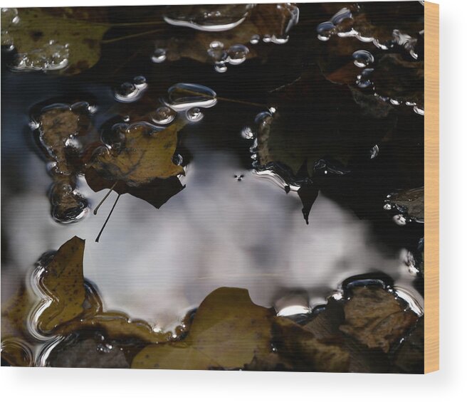 Tulip Leaves Wood Print featuring the photograph Puddle of Leaves by Jane Ford