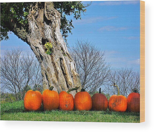 Landscape Wood Print featuring the photograph Pumpkins in a Row by Steve Karol