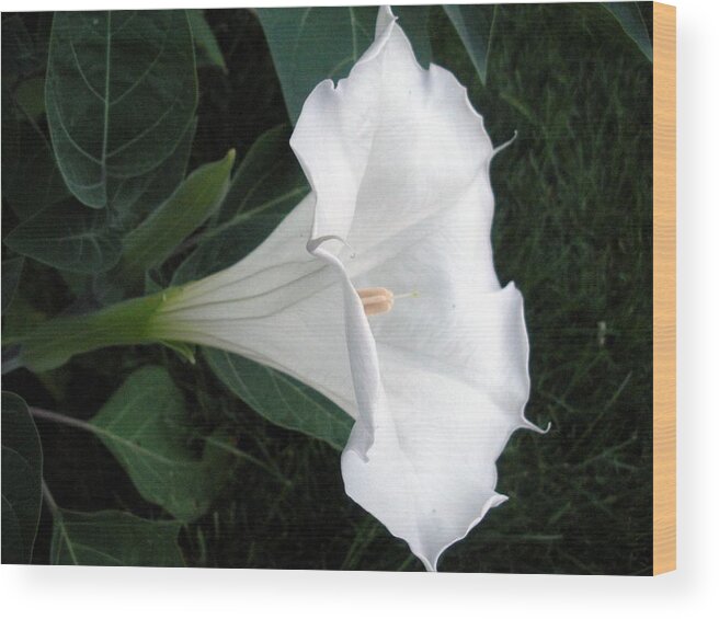 White Flower Wood Print featuring the photograph Pure and Lovely III by Jeanette Oberholtzer