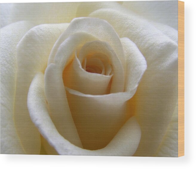 Rose Wood Print featuring the photograph Purity by Amy Fose