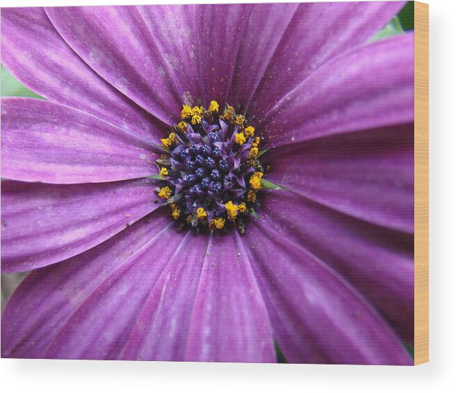 Purple Daisy Wood Print featuring the photograph Purple African Daisy by Mary Halpin