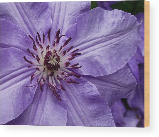 Flowers Wood Print featuring the photograph Purple Clematis Blossom by Louis Dallara