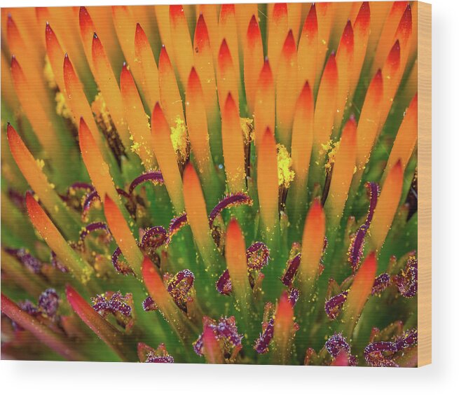 Flower Wood Print featuring the photograph Purple Cone Flower Closeup by Brad Boland