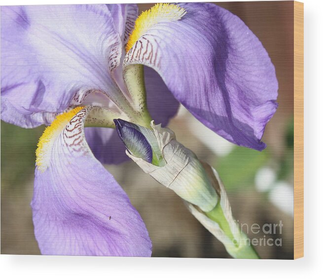 Iris Wood Print featuring the photograph Purple Iris with Focus on Bud by Carol Groenen