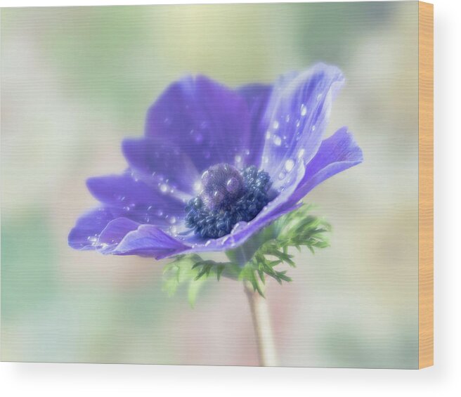 Anemone Wood Print featuring the photograph Purple is the pantone color for 2018. by Usha Peddamatham