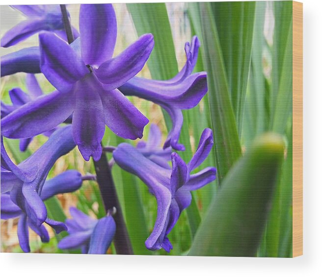 Purple Wood Print featuring the photograph Purple Spring by Robert Knight