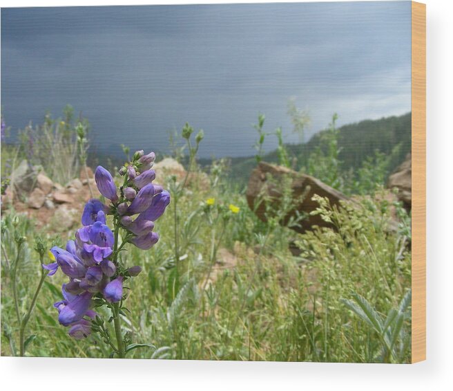 Mountain Flower Wood Print featuring the photograph Purple Thunder by Peter McIntosh