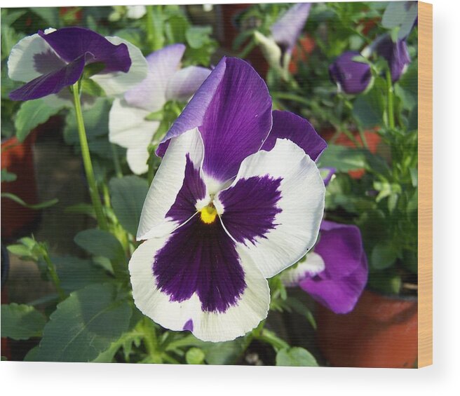 Pansy Wood Print featuring the photograph Purple white Pansy by Gene Ritchhart