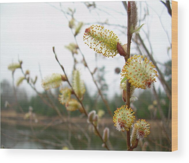 Pussy Willow Wood Print featuring the photograph Pussy Willow Blossoms by Kent Lorentzen