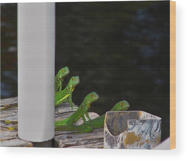 Reptile Wood Print featuring the photograph Quad Iguana Squad by Carl Moore