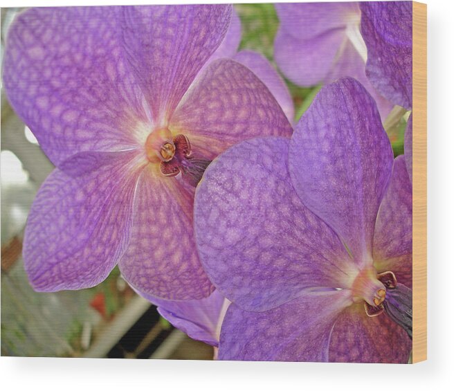 Orchids Wood Print featuring the photograph Quiet Grace 2 by Lynda Lehmann