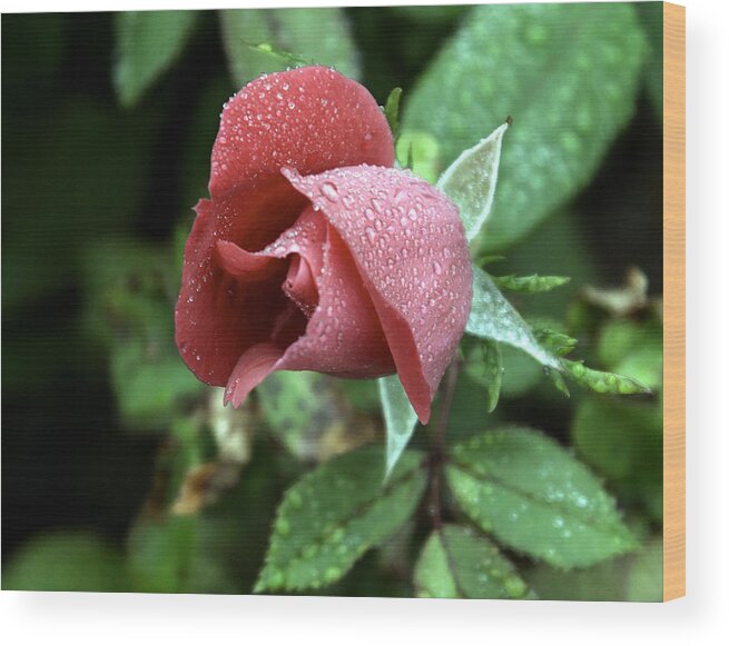 Rose Wood Print featuring the photograph Rain Drops on Red Rose Bud by Peggy Blackwell