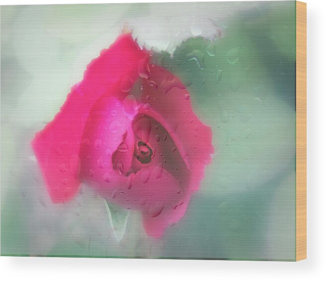 Rose Wood Print featuring the photograph Stroked with rain drops. by Usha Peddamatham
