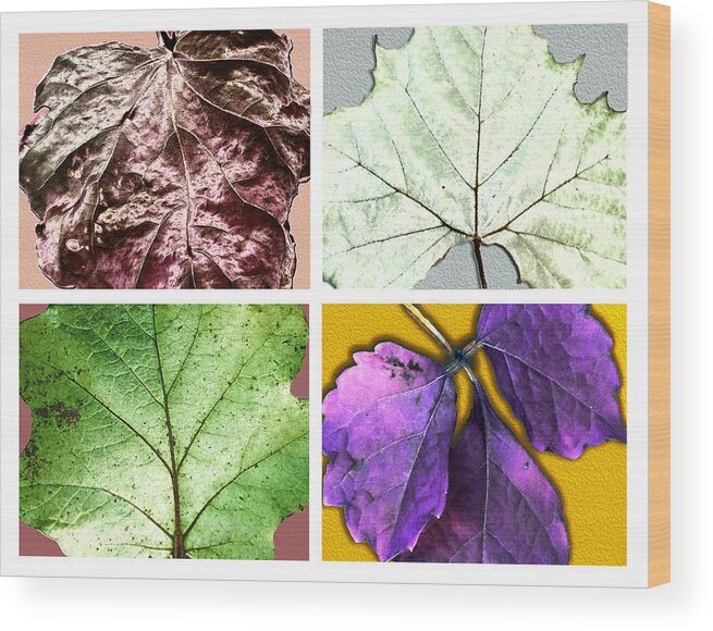 Leaves Wood Print featuring the photograph Rainbow Leaves by Jessica Levant