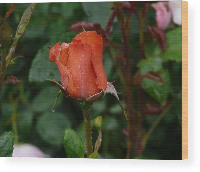 Flower Wood Print featuring the photograph Rainy Rose Bud by Valerie Ornstein
