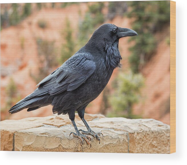 Raven Wood Print featuring the photograph Raven Of The Canyon by Denise Bush