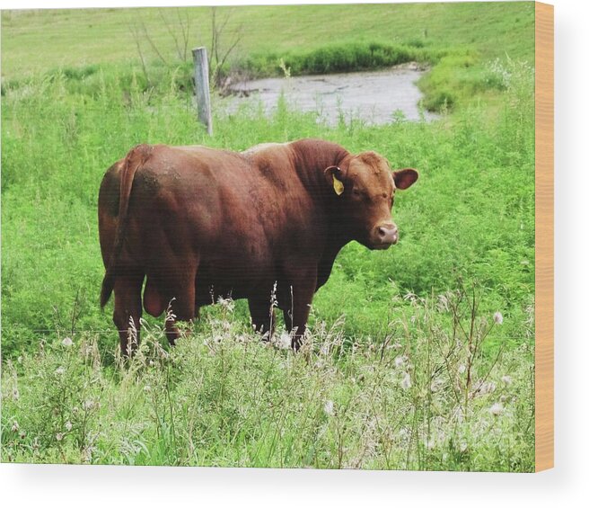 Bovine Wood Print featuring the photograph Red Angus Bull by J L Zarek