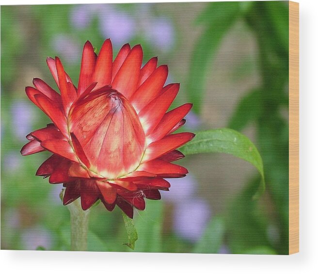 Flowers Wood Print featuring the photograph Red Devil by Martina Fagan