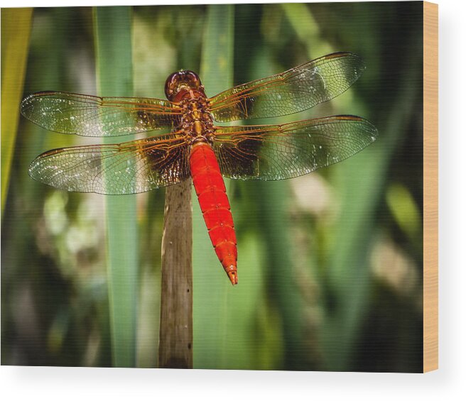 Dragonfly Wood Print featuring the photograph Red Dragonfly by Pamela Newcomb