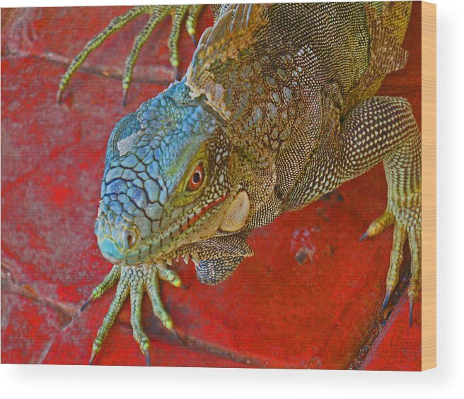 Iguana Wood Print featuring the photograph Red Eyed Iguana photo by Kelly Smith