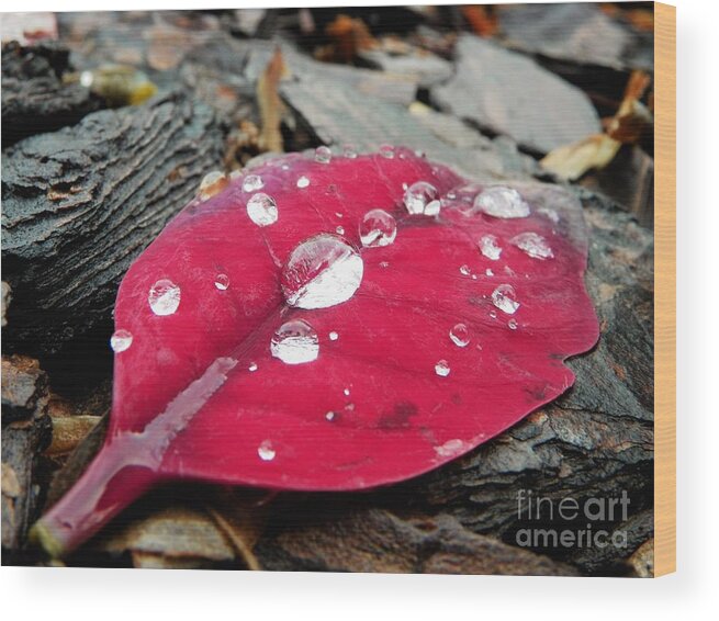Red Wood Print featuring the photograph Red Fall Leaf by Chad and Stacey Hall