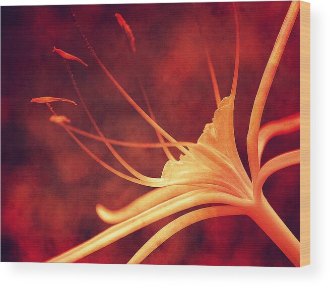 Lilly Wood Print featuring the photograph Red Lilly by Susanne Van Hulst