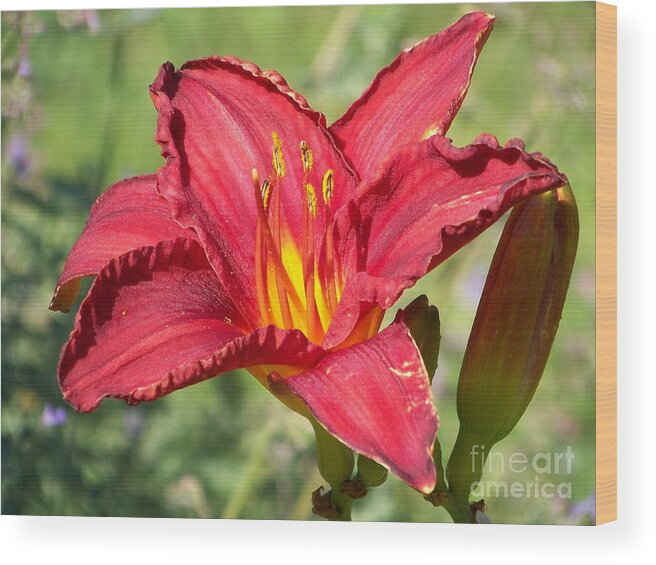 Red Wood Print featuring the photograph Red Flower by Eunice Miller