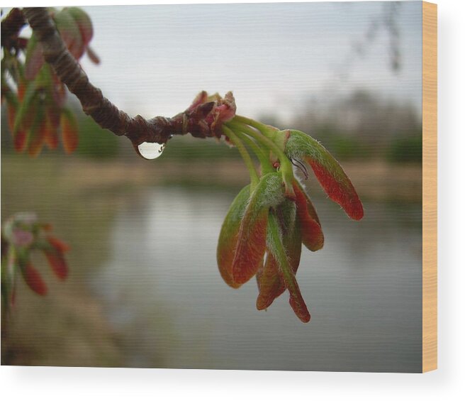 Red Maple Wood Print featuring the photograph Red Maple Seed Pods at Dawn by Kent Lorentzen