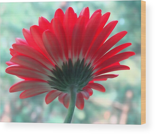 Backside Wood Print featuring the photograph Red Petals by David T Wilkinson