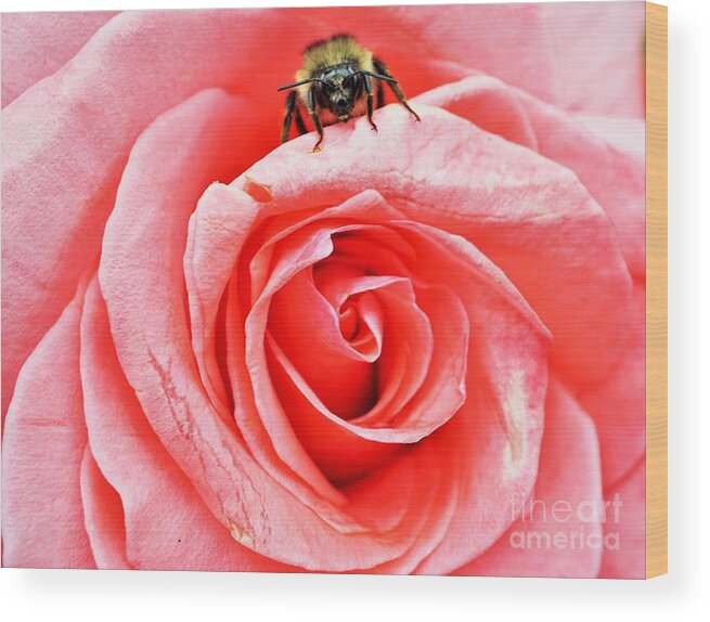 Rose Wood Print featuring the photograph Red rose and bee by Merle Grenz