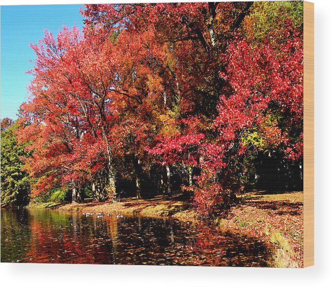 Autumn Wood Print featuring the photograph Red Trees by Lake by Susan Savad