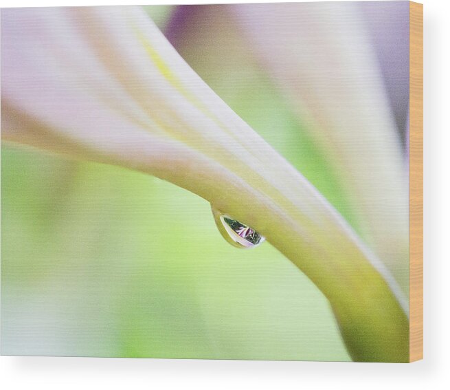 Lycoris Squamigera Wood Print featuring the photograph Reflections by Annette Hugen