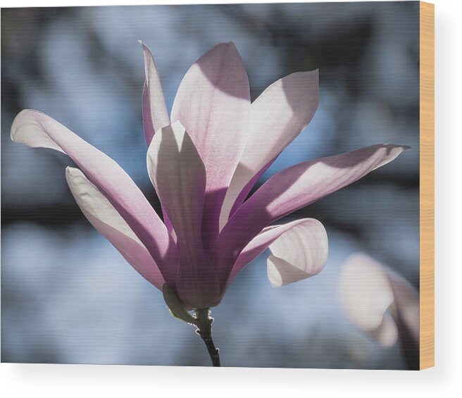 Magnolias Wood Print featuring the photograph Regal - by Julie Weber