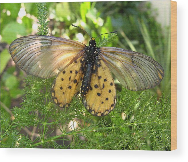 Butterfly Wood Print featuring the digital art Respite in paradise by Vincent Franco