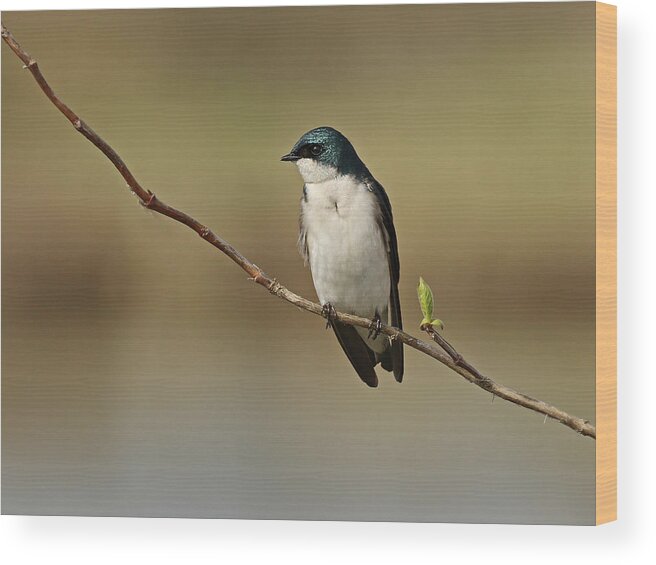 Tree Swallow Wood Print featuring the photograph Resting Tree Swallow by Inge Riis McDonald