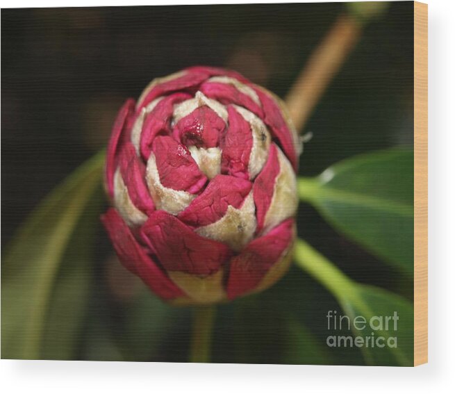 Rhododendron Wood Print featuring the photograph Rhododendron Bud by Richard Brookes