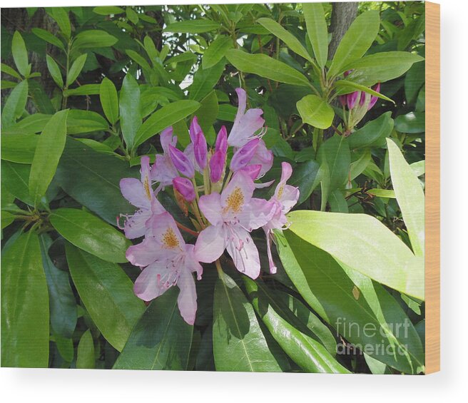 #flowers #plants #landscape #rhododendron Flower #rhododendron Photograph #yoga Mat #tote Bag #phone Charger #rhododendron Yoga Mat Wood Print featuring the photograph Rhododendron by Daun Soden-Greene