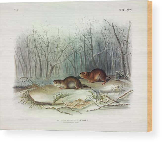Meadow Mouse Wood Print featuring the painting Richardson's Meadow Mouse by John James Audubon