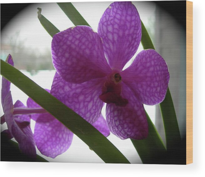 Orchids Wood Print featuring the photograph Riverfront Gallery Orchid by Randy Rosenberger