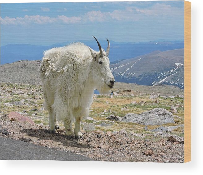 Mountain Goat Wood Print featuring the photograph Roadside Mountain Goat by Connor Beekman