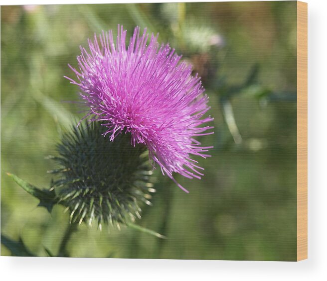 Scotland Wood Print featuring the photograph Roadside Thistle - 1 by Jeffrey Peterson