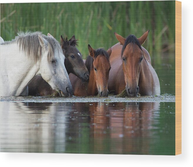 Horses Wood Print featuring the photograph Room for All by Sue Cullumber