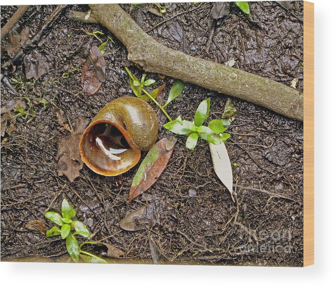 Snail Wood Print featuring the photograph Room for Rent by Terri Mills