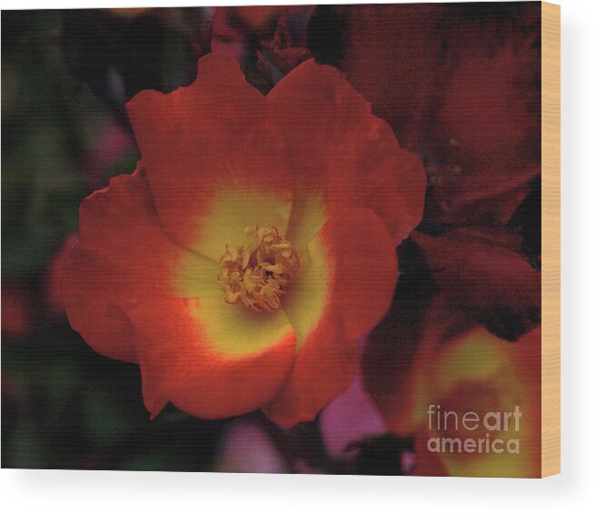 Rose Wood Print featuring the photograph Rose by Jacklyn Duryea Fraizer