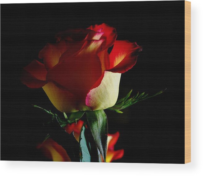 Rose Wood Print featuring the photograph Rose on Black by ShaddowCat Arts - Sherry