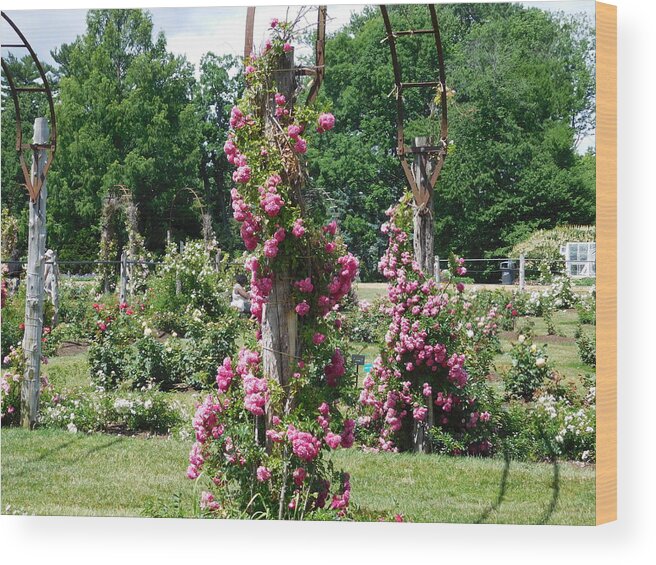 Hartford Wood Print featuring the photograph Rose Trellis by Catherine Gagne