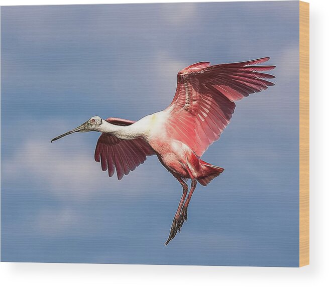 Roseate Wood Print featuring the photograph Roseate Spoonbill 2 by Richard Goldman